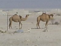 Camels!