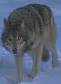 Iditarod