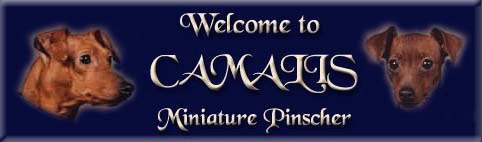 Visit Camalis Kennel Minpins from Sweden