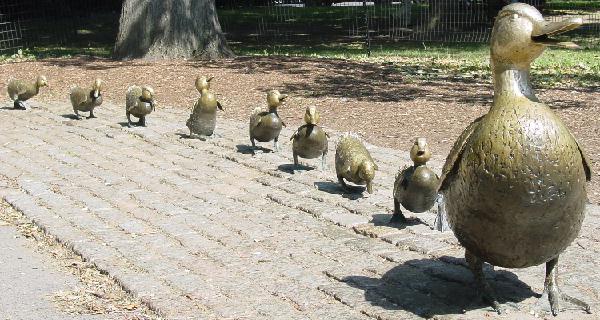 Make way for ducklings  A Boston favorite.