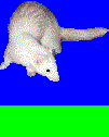 Weasel