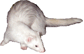 Da Winking Weasel