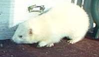 Fatter Ferret