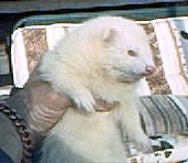 Fat Ferret