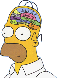 Not Just Homer's Brain...