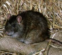 A Rat