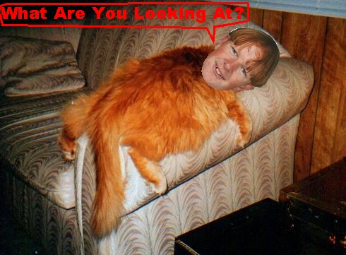 Look at me i've been turned into a cat!
