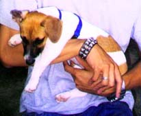 TurboDog.jpg (15959 bytes)