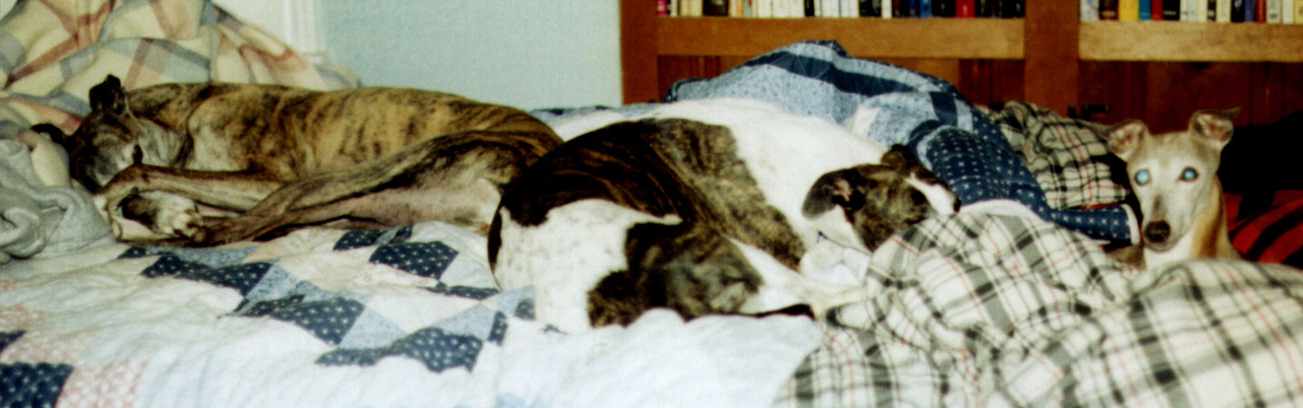 Rosie, Ripley, and Lydie