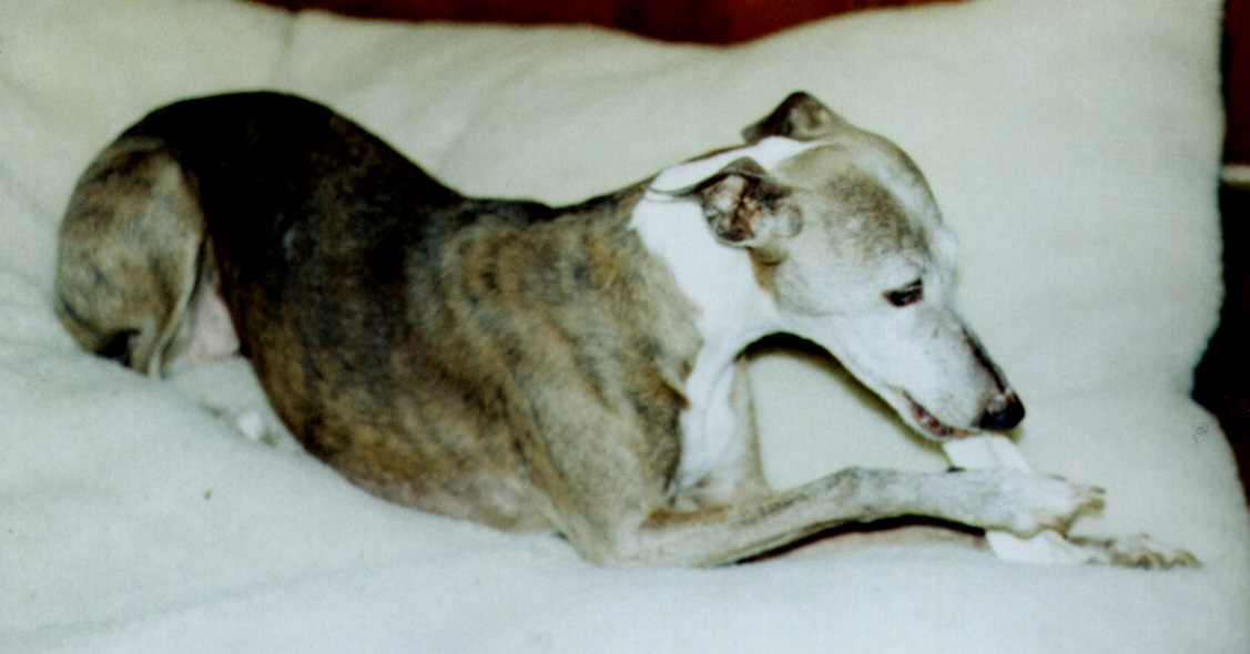 Lydie with her rawhide