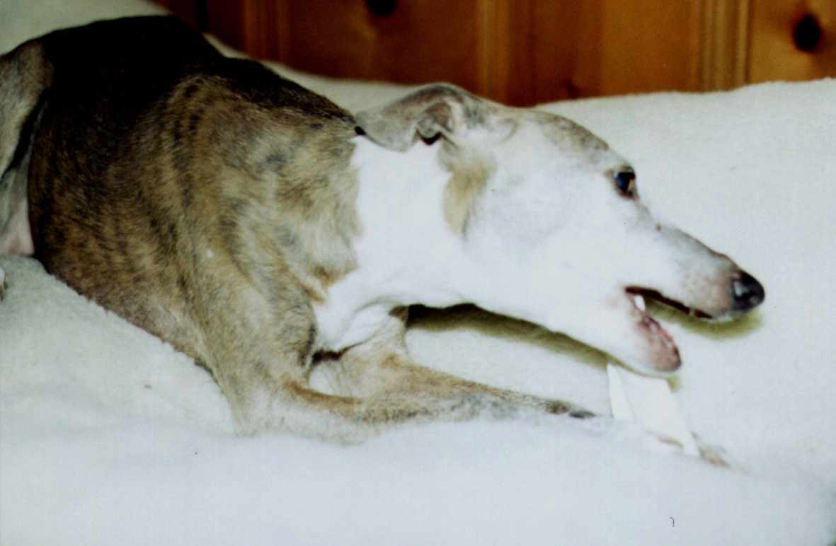 Lydie w/rawhide