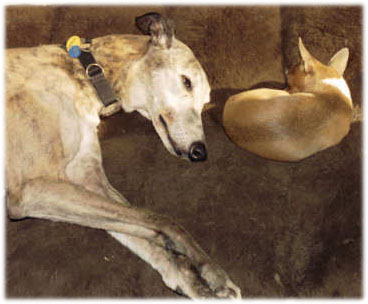 Hasty and Mouse, August 2002
