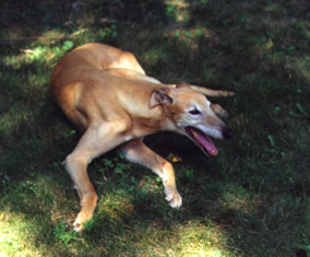Hunter at 9 yrs old