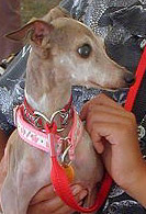 Mistletoe, at Canfield 2002