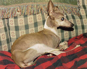 Mistletoe, the night before life-threatening surgery