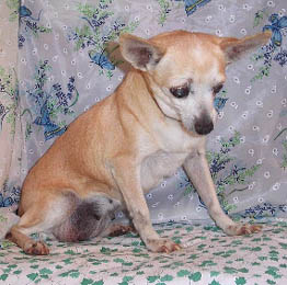 Molly's rescue photo