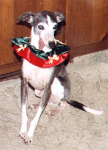 Timber - Christmas 2004