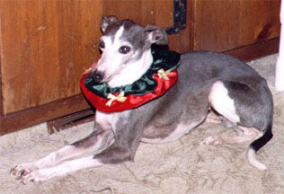 Timber - Christmas 2004