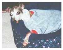 Mistletoe, in rescue