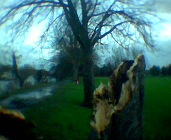 Dead Tree in Hurst Park, East Molesey