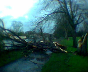 Dead Tree in Hurst Park, East Molesey