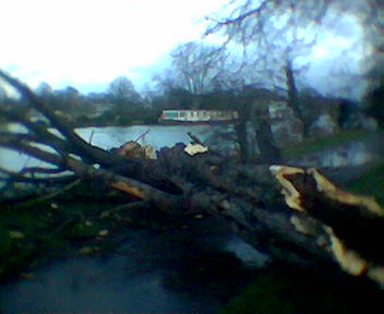 Dead Tree in Hurst Park, East Molesey