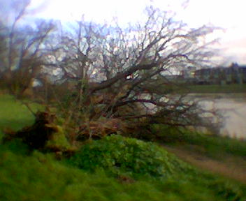 Dead Tree on Barge Walk, Hampton Court Park
