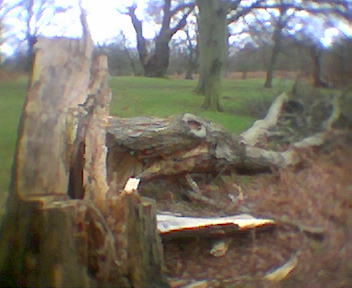 Dead Tree snapped by 77 mph winds at Richmond Park