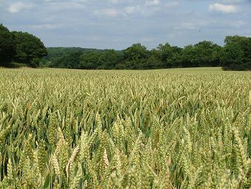 Oxted, Surrey