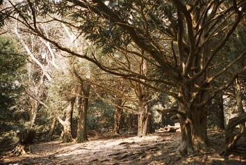 Forest near Newlands Corner, Surrey