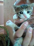 Sensi Cat!