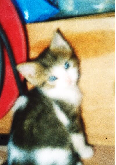 Sensi the Greek Cat