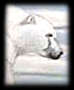 Polar Stroller