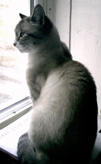 Kitty in window