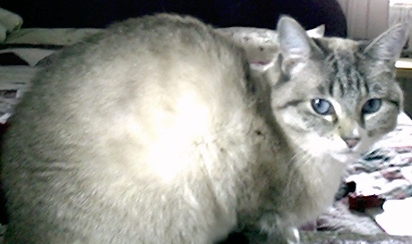 Kitty on desk