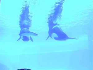 Orcas @ Marineland