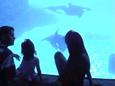 Kids @ Orca tank