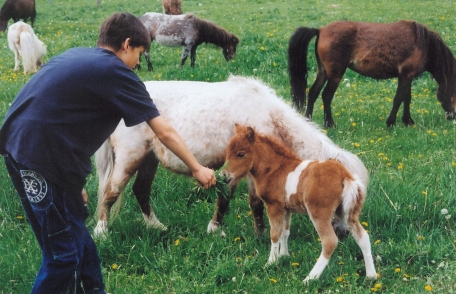 Taylor pony