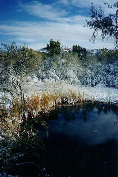 Pond in the Winter