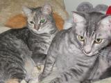 cleo and cooper