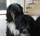 bo and leia