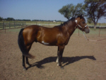 Arthurs Amigo Hank 5 year old APHA gelding
