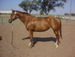 Plain Cakes 10 year old APHA PtHA Western Pleasure Deluxe Mare