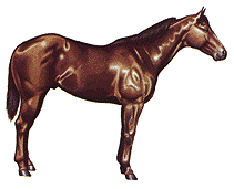 Custom Made Paints and Quarter Horses