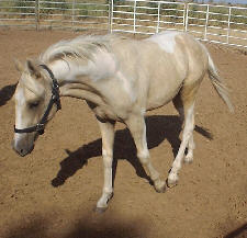 Seminole Win 2 year old palamino gelding walking / front view