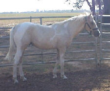 SEMINOLE WIN 2 year old gelding