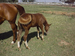 An Eternal Presence 8 month old colt of Plain Cakes rear view