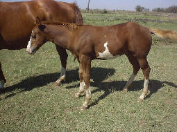 AN ETERNAL PRESENCE 8 month old colt