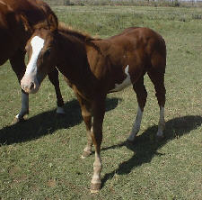 An Eternal Presence 8 month old colt of Plain Cakes front view