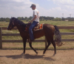Arthurs Amigo Hank at a Trot with owner/trainer Forrest